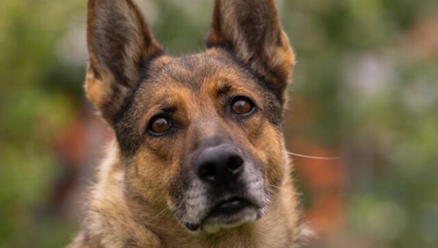 POKOLJ ZIVOTINJA Ubijaju tri miliona pasa u ovoj zemlji zbog.jpg