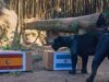 JAGUAR ODABRAO, ŠPANIJA ILI ARGENTINA? Poti odlučio, evo ko osvaja Svetsko prvenstvo (FOTO) JAGUAR ODABRAO SPANIJA ILI ARGENTINA Poti odlucio evo ko osvaja.jpg