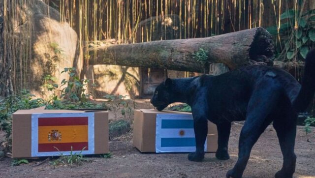 JAGUAR-ODABRAO-SPANIJA-ILI-ARGENTINA-Poti-odlucio-evo-ko-osvaja.jpg JAGUAR ODABRAO SPANIJA ILI ARGENTINA Poti odlucio evo ko osvaja.jpg