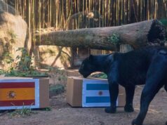 JAGUAR ODABRAO, ŠPANIJA ILI ARGENTINA? Poti odlučio, evo ko osvaja Svetsko prvenstvo (FOTO) JAGUAR ODABRAO SPANIJA ILI ARGENTINA Poti odlucio evo ko osvaja.jpg